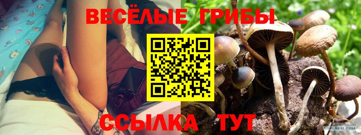 Псилоцибиновые грибы ЛСД  Богданович  Галлюциногенные грибы GOLDEN TEACHER 